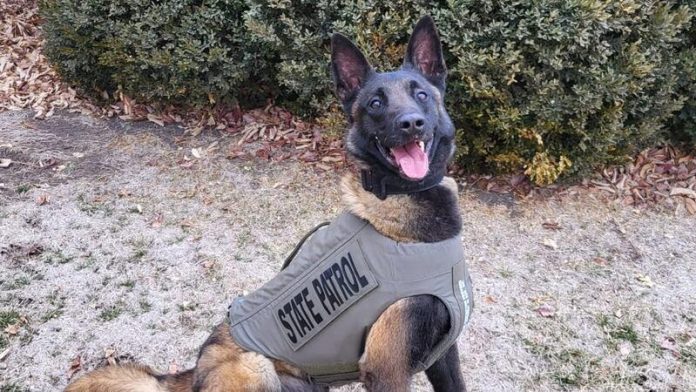 Nebraska State Patrol K-9 Tilt posing with handler Trooper Austin Donner.