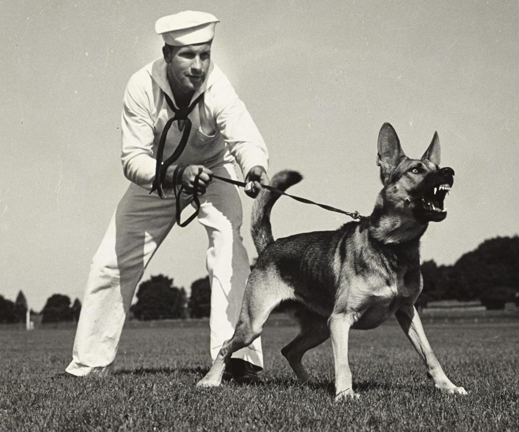A US Coast guard sentry dog during World War II